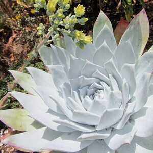 30 Dudleya Brittonii Seeds Giant Chalk Dudleya Echeveria. Crassulaceae. Stonecrop blue succulent image 5