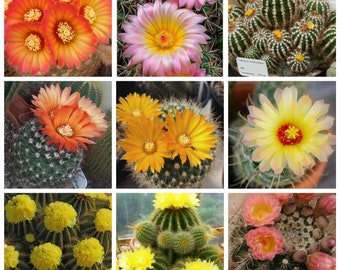 25+ Seeds Parodia Species Mix.Flowering Cactus