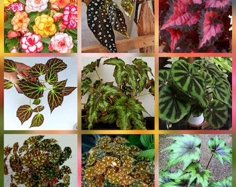 Semillas de 25 variedades de begonia. Planta de interior fácil de cultivar.