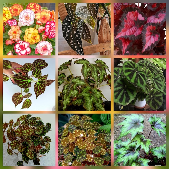 25 Begonia Cultivar Varieties Seeds. Easy-to-Grow Indoor Plant.