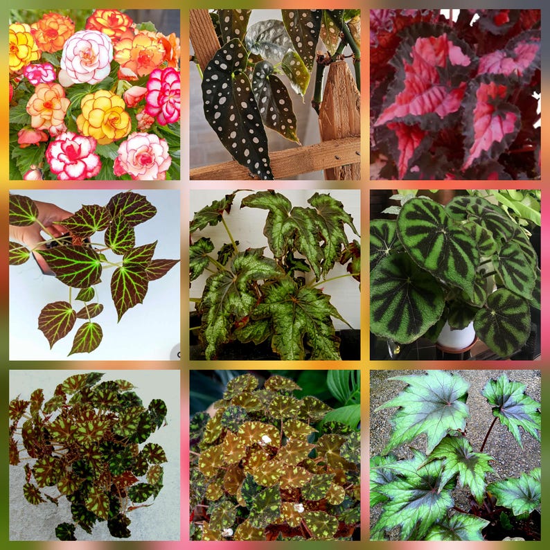 May include: A collage of various plants, showcasing a variety of leaf shapes and colors. The image includes close-ups of begonia flowers in shades of yellow, orange, and pink, and several types of begonia leaves with unique patterns and textures.