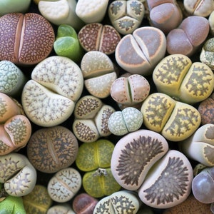May include: A close-up of a variety of small, round, succulent plants with different patterns and colors. The plants are arranged in a random pattern, creating a visually appealing display.