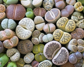 20 Lithops Seeds mix. Living Stones seeds. Rare Succulent mix
