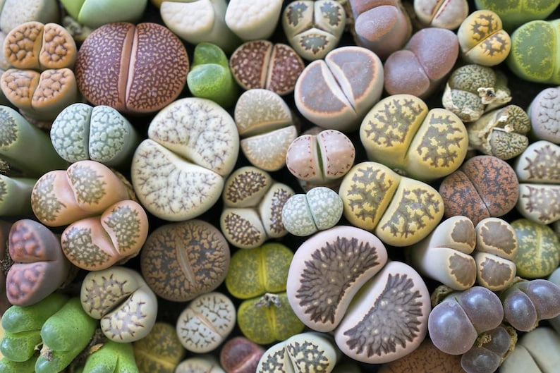 Puede incluir: Primer plano de una variedad de peque&ntilde;as plantas suculentas redondas con diferentes patrones y colores. Las plantas est&aacute;n dispuestas en un patr&oacute;n aleatorio, creando una exhibici&oacute;n visualmente atractiva.