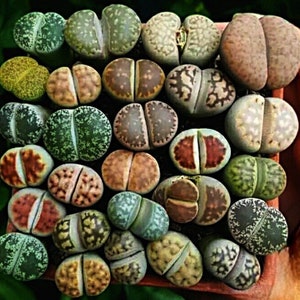 May include: A collection of various colored and patterned Lithops, also known as "living stones", succulents. The plants are arranged in a cluster, showcasing their unique, rounded, split-leaf shape.