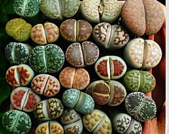 50 Lithops seeds mix. Living Stones seeds. Rare Succulent mix