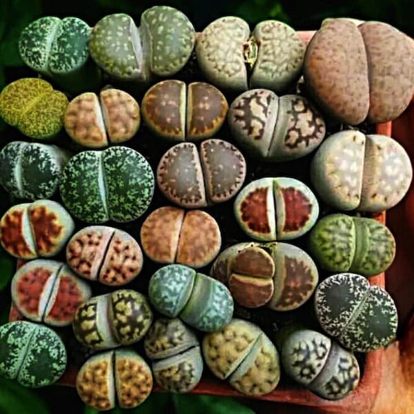 50 Lithops seeds mix. Living Stones seeds. Rare Succulent mix