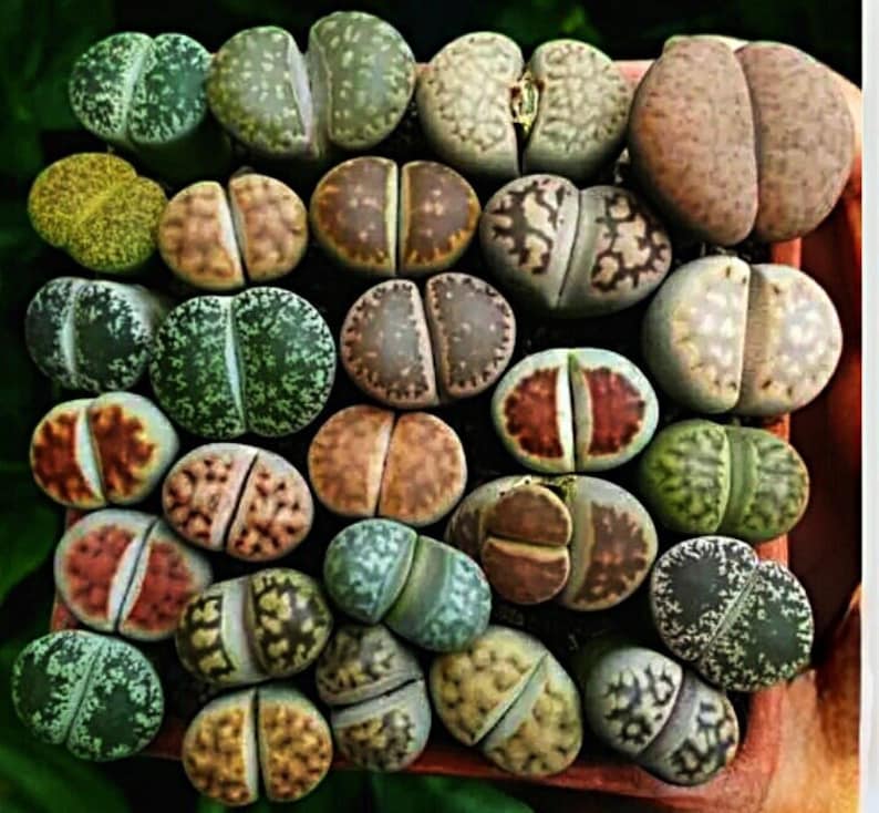 Puede incluir: Una colecci&oacute;n de Lithops de varios colores y patrones, tambi&eacute;n conocidos como "piedras vivas", suculentas. Las plantas est&aacute;n dispuestas en un grupo, mostrando su forma &uacute;nica, redondeada y de hojas divididas.