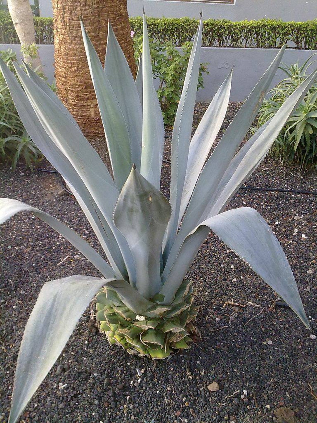 20 Agave Franzosinii Seeds Blue Agave - Etsy