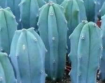 20 Seeds Myrtillocactus geometrizans, Blue Boy, Blue Myrtle cactus seeds Blue Candle