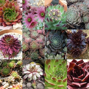 50 Seeds HENS AND CHICKS variety mix rare houseleeks succulent semper vivum