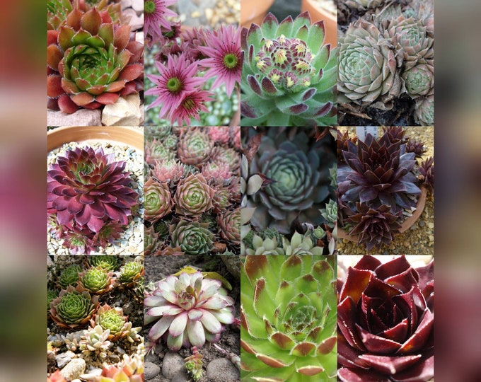50 Seeds HENS AND CHICKS Variety Mix Rare Houseleeks Succulent Semper ...