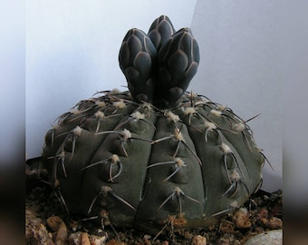 Gymnocalycium Stellatum Cactus Seeds 20 Seeds. - Etsy