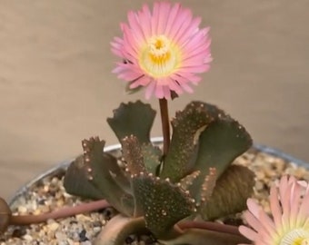 15 Aloinopsis luckhoffii succulent seeds, salmon colored flowers.