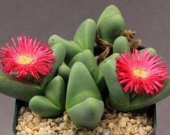 20 seeds Argyroderma fissum rare succulent