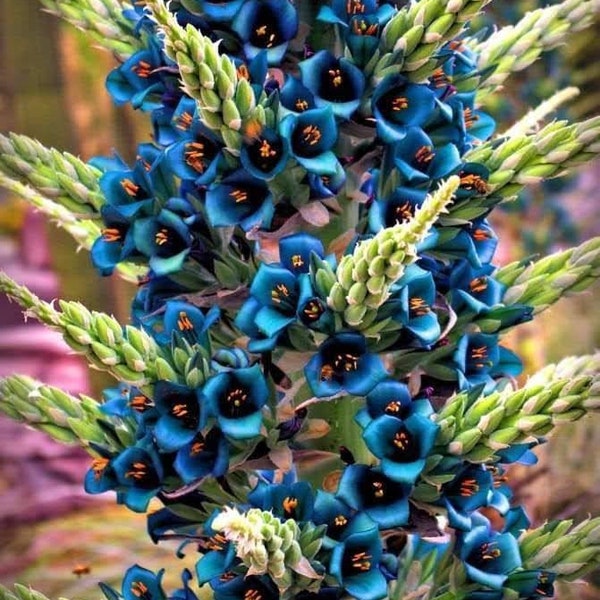 Sapphire Tower plant seeds 25 pcs. Puya Alpestris Seeds