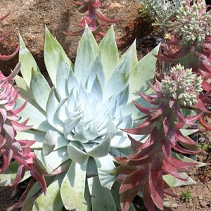 30 Dudleya Brittonii Seeds Giant Chalk Dudleya Echeveria. Crassulaceae. Stonecrop blue succulent image 9