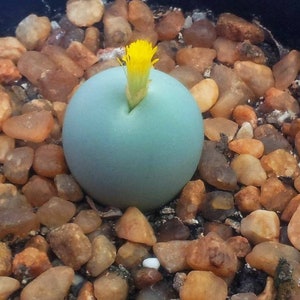 May include: A light blue, round succulent with a yellow flower growing from the top, surrounded by small brown pebbles.