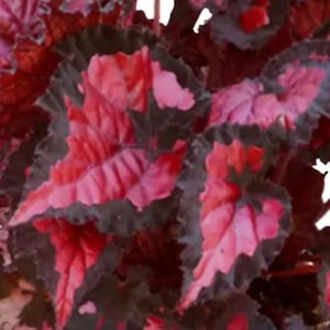 May include: Close-up of begonia leaves with vibrant red and pink hues. The leaves have dark green edges, creating a striking contrast. The plant's foliage is dense, showcasing the intricate patterns and textures of the leaves.
