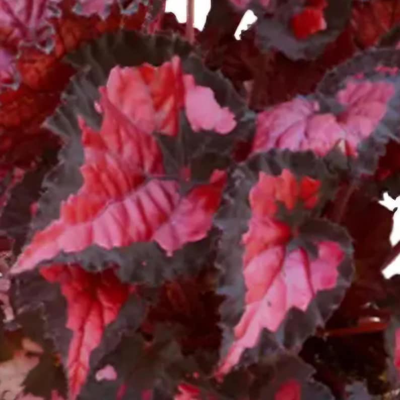 May include: Close-up of begonia leaves with vibrant red and pink hues. The leaves have dark green edges, creating a striking contrast. The plant's foliage is dense, showcasing the intricate patterns and textures of the leaves.