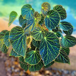 May include: A close-up of a plant with large, dark green leaves with a light green vein pattern. The leaves are arranged in a cluster, with some overlapping.