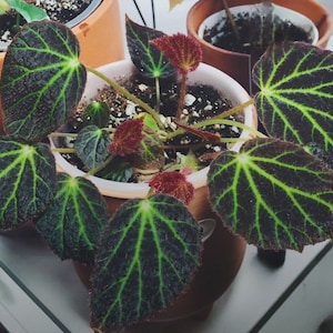 May include: A houseplant with dark green leaves with light green veins and red undersides. The plant is in a brown pot with white trim.