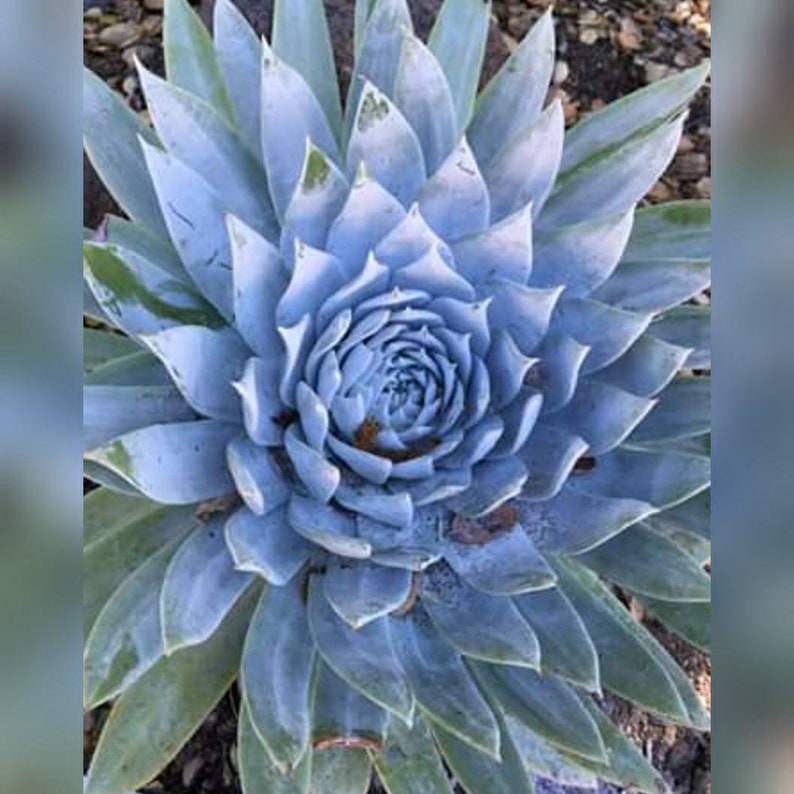 30 Dudleya Brittonii Seeds Giant Chalk Dudleya Echeveria. Crassulaceae. Stonecrop blue succulent image 3