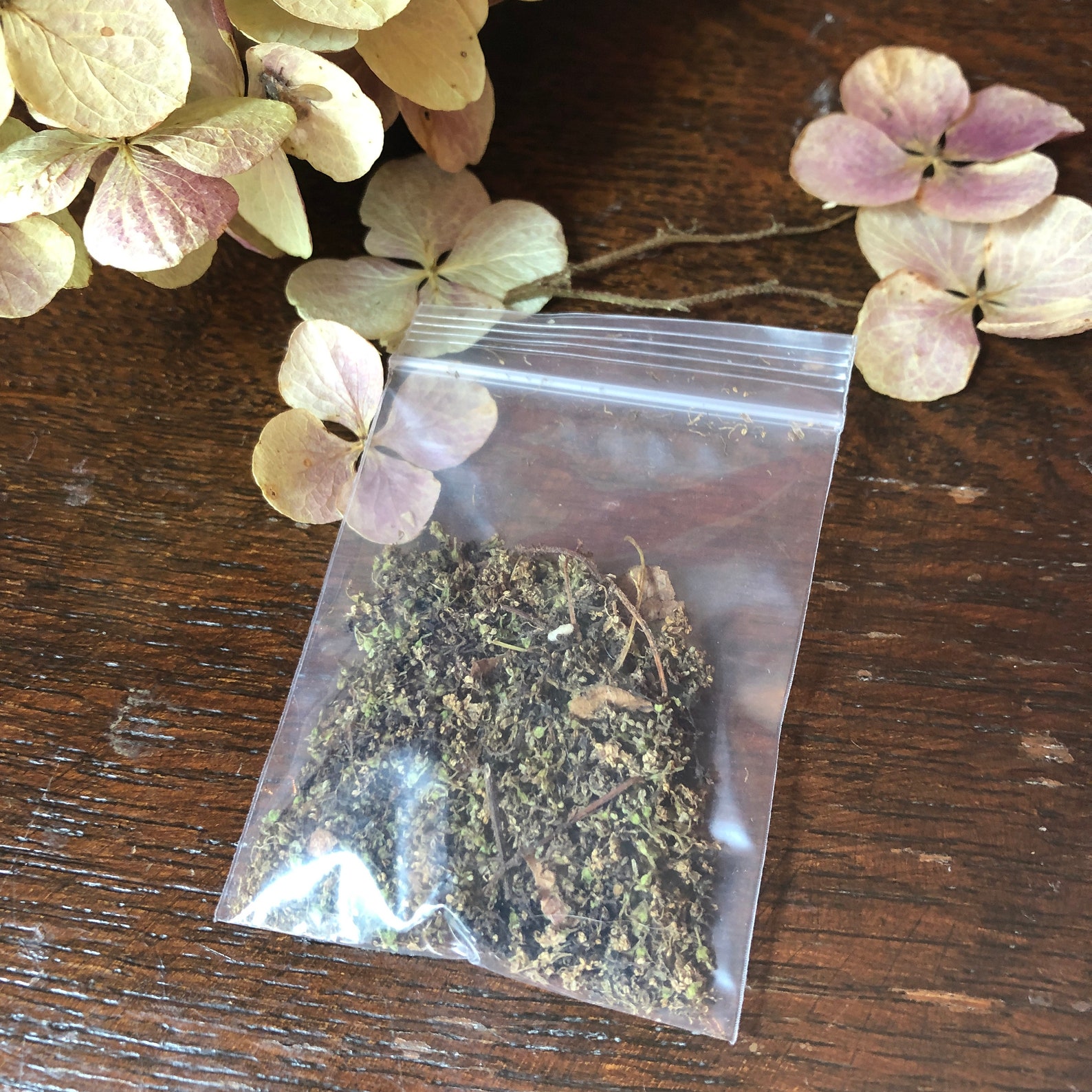 Hydrangea Seeds Etsy