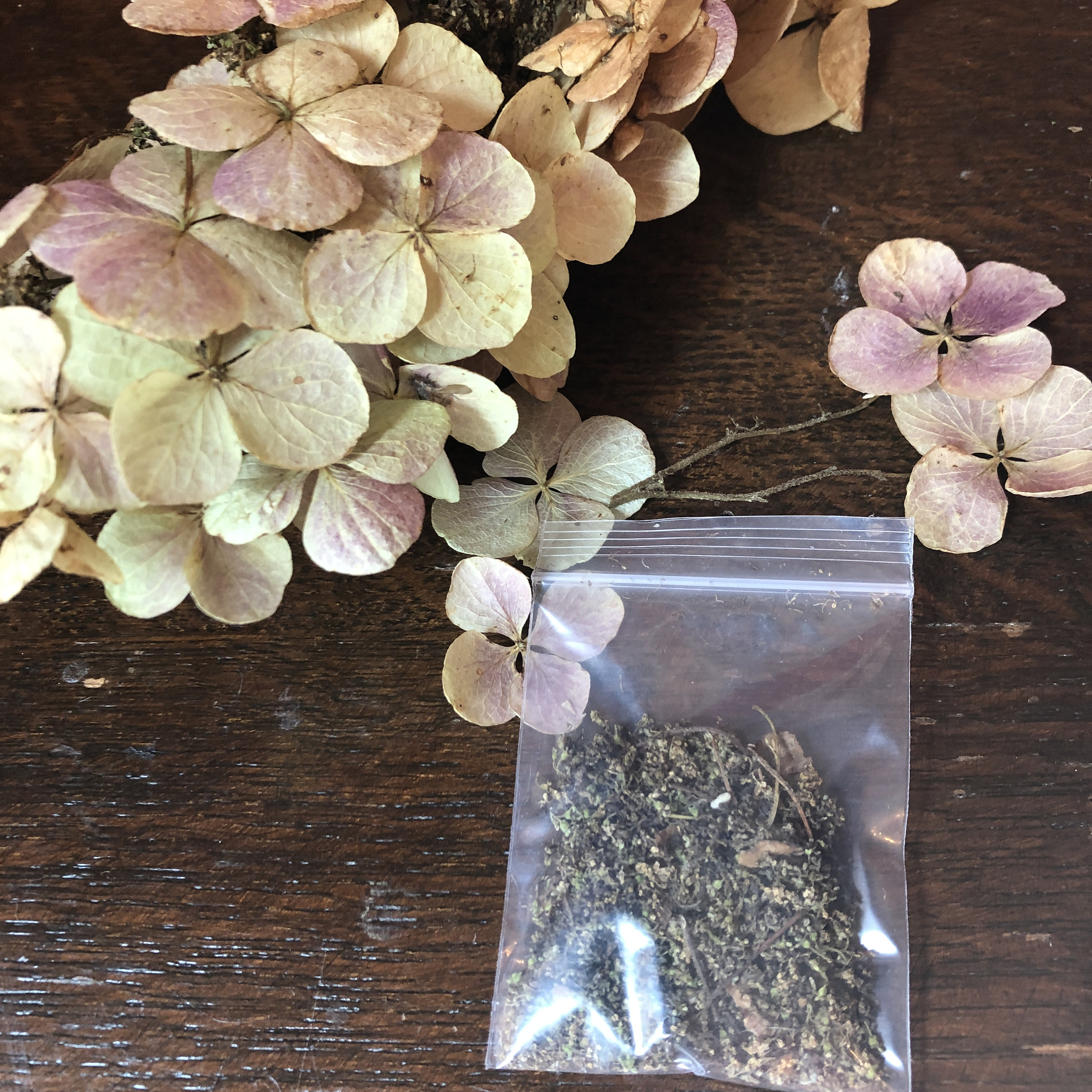 Hydrangea Seeds Etsy
