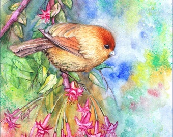 House Finch Bird, Wall Art, Print of original Watercolor Painting,  Cute Bird in flowering cherry tree, Home decor