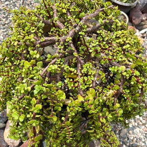 6 cuttings! Portulacaria afra aka elephant bush.multiple sizes available. great for bonsai. Fun and easy to grow.Freebies with every order.