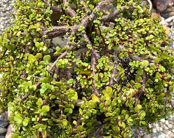 4 cuttings! Portulacaria afra aka elephant bush.multiple sizes available. great for bonsai. Fun and easy to grow.