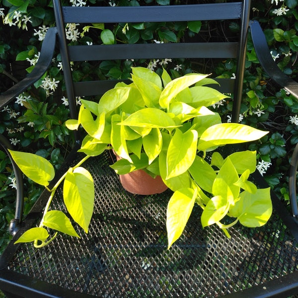 Live Plant, Top Air purifying, Epipremnum Aureum "Neon" 4" pot, Bright Yellow, House plant, Office Plant