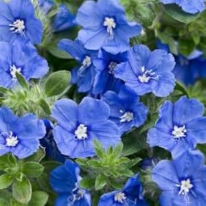 May include: Close-up of a cluster of vibrant blue flowers with white centers, surrounded by green foliage. The flowers have a star-like shape and are in full bloom, creating a dense, textured appearance. The image showcases a natural, floral theme.