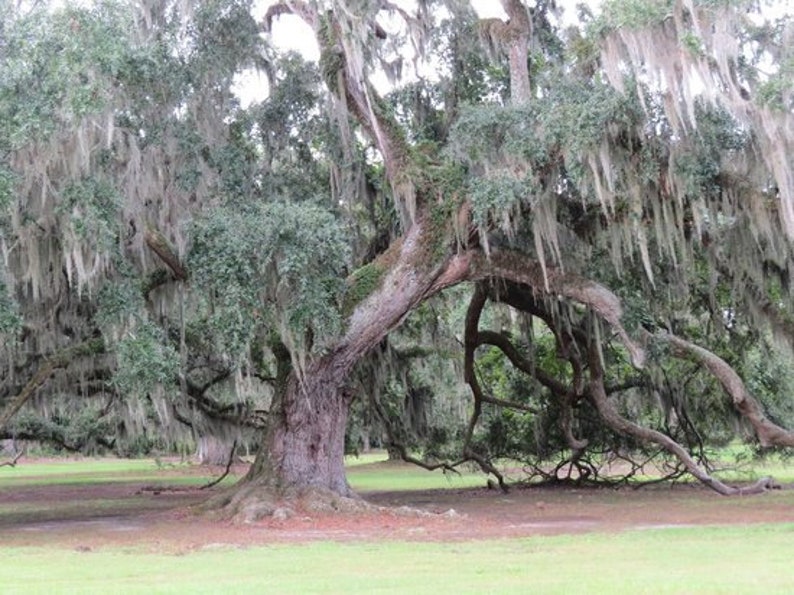 Live plant, Tillandsia usneoides, Spanish Moss, Live Moss, Decoration Plant, Hanging Moss, Indoor, Outdoor, Natural image 5