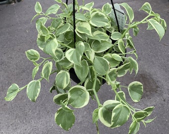 Peperomia Scandens Variegata, Cupid Peperomia, Heart shaped vine, 8" hanging basket