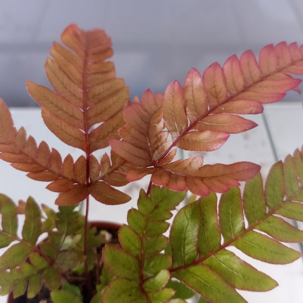 Red Fern Grows Etsy Red Fern Grows Etsy