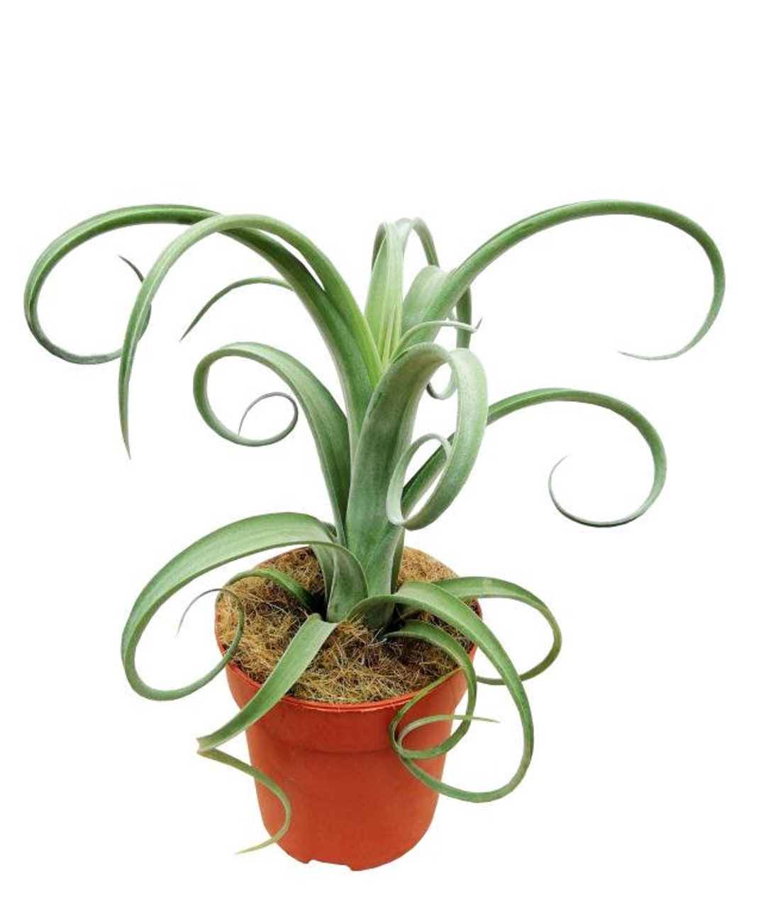 Large Air Plant, Tillandsia curly Slim, Large Unrooted Specimen, Rare