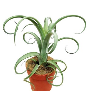 Large Air Plant, Tillandsia "Curly Slim", Large Unrooted Specimen, Rare, Easy Care