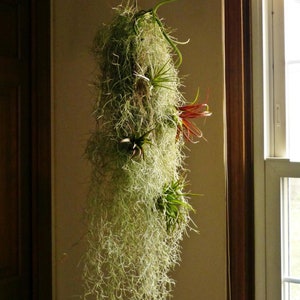 Live plant, Tillandsia usneoides, Spanish Moss, Live Moss, Decoration Plant, Hanging Moss, Indoor, Outdoor, Natural image 4