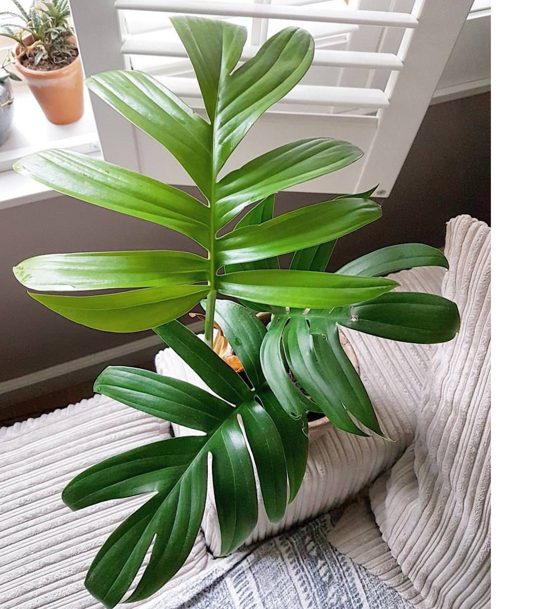 Rhaphidophora Decursiva Dragon Tail