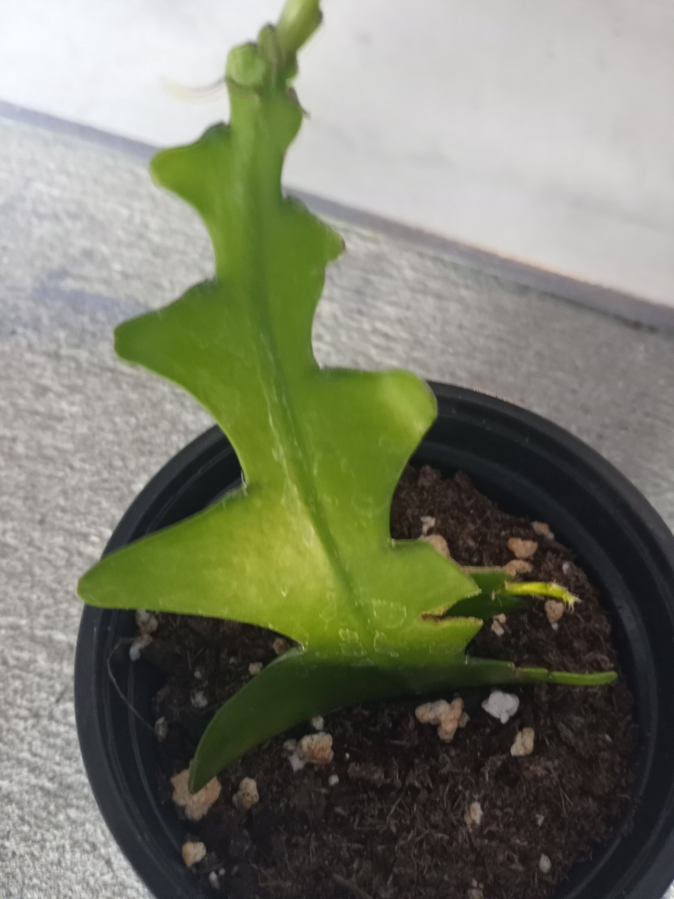 Shark Tooth Cactus Care