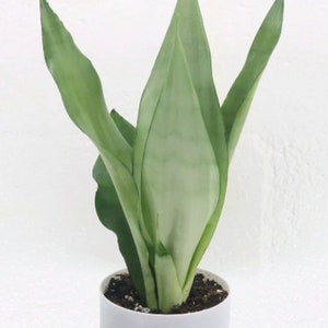 Silver Sansevieria "Moonshine", 4" container, Moon Plant, Easy care, Snake Plant