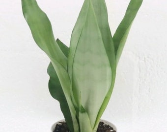 Silver Sansevieria "Moonshine", 4" container, Moon Plant, Easy care, Snake Plant