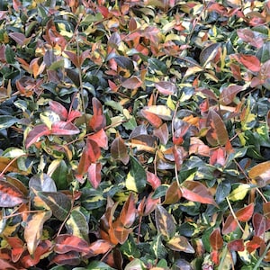 May include: A close-up view of a ground cover plant with a mix of colorful leaves. The leaves display shades of green, yellow, orange, and red. The plant has a dense, textured appearance, with the leaves overlapping each other.