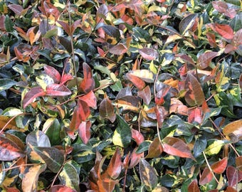 Summer Sunset Jasmine Plant: Variegated Foliage, Fragrant Blooms - 4" Container, 3 PLANTS PER ORDER