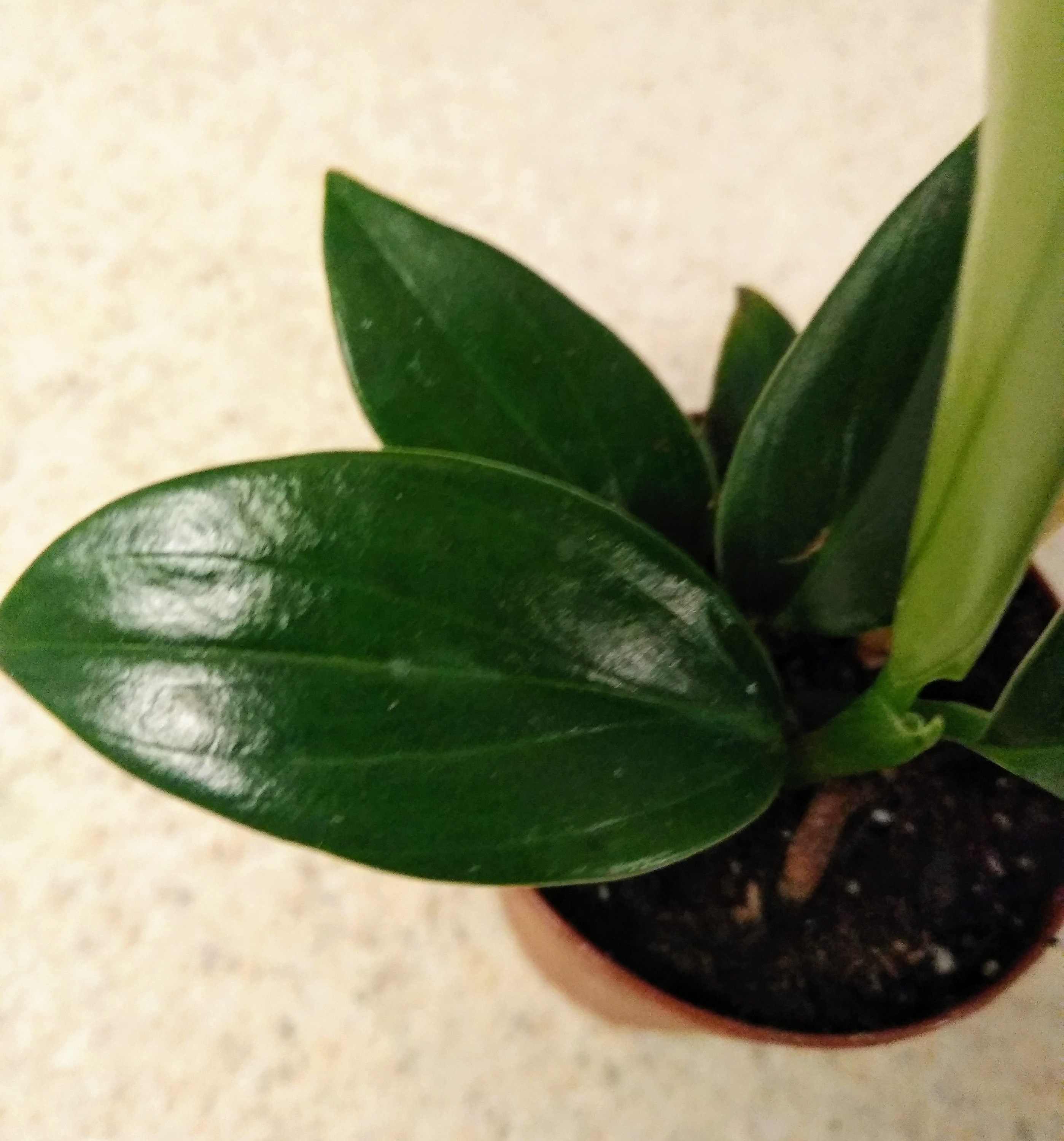 Rare Live Plant Rhaphidophora decursiva Dragon Etsy