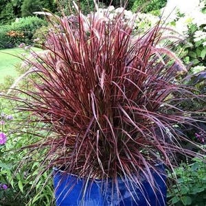 May include: A vibrant ornamental grass with burgundy-red foliage and feathery seed heads. The plant is in a cobalt blue ceramic pot, set against a backdrop of green foliage and other plants. The grass has a full, textured appearance.
