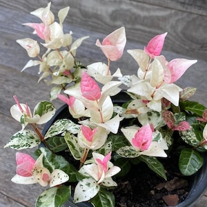 May include: A potted plant with variegated leaves in shades of green, white, and pink. The plant features vibrant pink tips and accents, creating a striking contrast. The leaves have a speckled pattern, adding texture to the foliage. The plant is in a black pot.