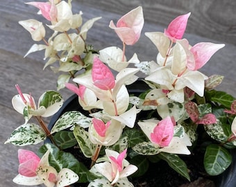Snow'N'Summer  Pink Variegated Jasmine, 4" container, Spreading, Groundcover